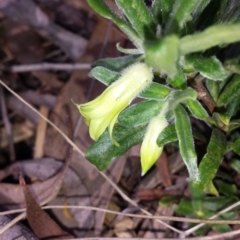 Billardiera scandens at Aranda, ACT - 7 Nov 2015 03:56 PM