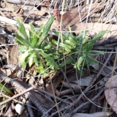 Billardiera scandens at Aranda, ACT - 7 Nov 2015 03:56 PM