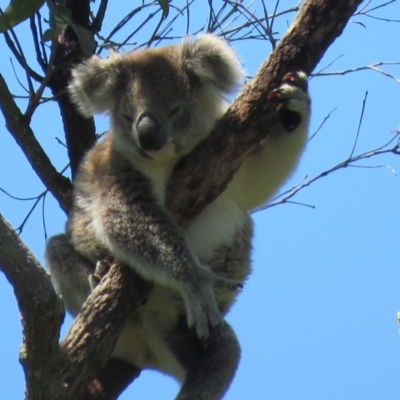 Phascolarctos cinereus (Koala) at Monaltrie, NSW - 6 Nov 2015 by VisionWalks