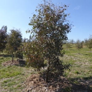 Eucalyptus polyanthemos at Sth Tablelands Ecosystem Park - 20 Aug 2015