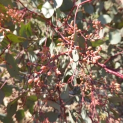 Eucalyptus polyanthemos at Sth Tablelands Ecosystem Park - 20 Aug 2015