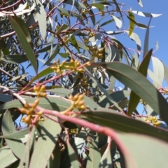 Eucalyptus macrorhyncha at Molonglo Valley, ACT - 20 Aug 2015 11:08 AM