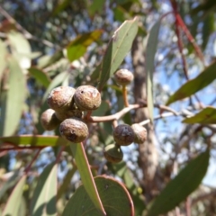 Eucalyptus macrorhyncha at Molonglo Valley, ACT - 20 Aug 2015 11:08 AM