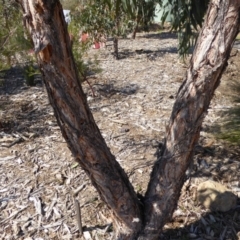 Eucalyptus macrorhyncha at Molonglo Valley, ACT - 20 Aug 2015 11:08 AM