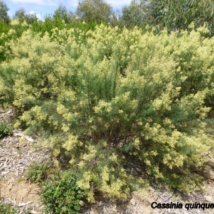 Cassinia quinquefaria at Molonglo Valley, ACT - 5 Feb 2015 11:04 AM