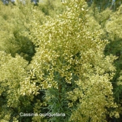 Cassinia quinquefaria at Molonglo Valley, ACT - 5 Feb 2015 11:04 AM