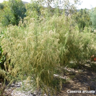 Cassinia sifton (Sifton Bush, Chinese Shrub) at Molonglo Valley, ACT - 2 Mar 2015 by AndyRussell