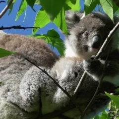 Phascolarctos cinereus (Koala) at Warrnambool, VIC - 6 Nov 2015 by Donna