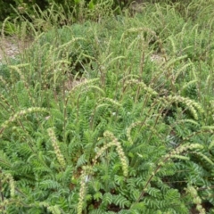 Acaena x ovina (Sheep's Burr) at Molonglo Valley, ACT - 26 Oct 2015 by AndyRussell