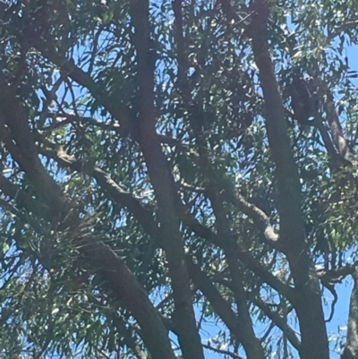 Phascolarctos cinereus (Koala) at Pottsville, NSW - 7 Nov 2015 by MarionRiordan