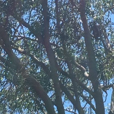 Phascolarctos cinereus (Koala) at Pottsville, NSW - 7 Nov 2015 by MarionRiordan