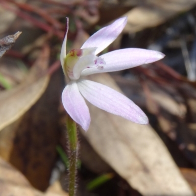 Caladenia fuscata (Dusky Fingers) at Acton, ACT - 20 Sep 2015 by galah681