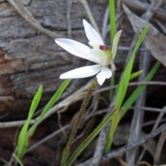 Caladenia fuscata (Dusky Fingers) at Acton, ACT - 20 Sep 2015 by galah681