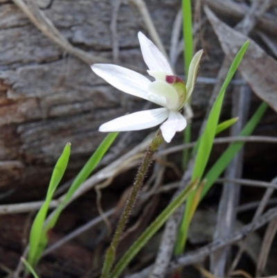 Caladenia fuscata (Dusky Fingers) at Acton, ACT - 20 Sep 2015 by galah681