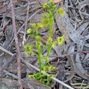 Drosera sp. at Bruce, ACT - 20 Sep 2015