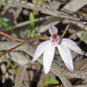 Caladenia fuscata at Point 38 - suppressed