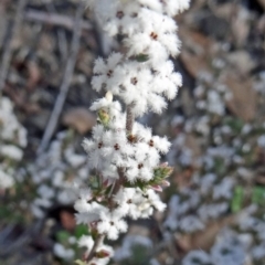 Leucopogon attenuatus (Small-leaved Beard Heath) at Bruce, ACT - 20 Sep 2015 by galah681