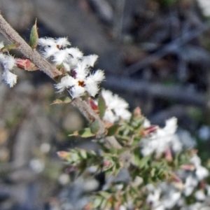 Leucopogon attenuatus at Bruce, ACT - 20 Sep 2015