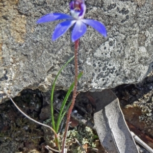 Cyanicula caerulea at Bruce, ACT - suppressed