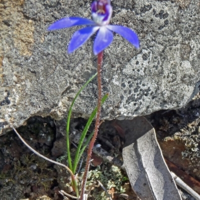 Cyanicula caerulea (Blue Fingers, Blue Fairies) at Bruce, ACT - 20 Sep 2015 by galah681