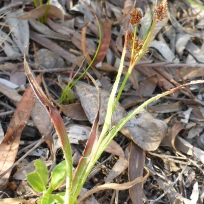 Luzula densiflora (Dense Wood-rush) at Aranda, ACT - 3 Nov 2015 by JanetRussell