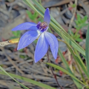 Cyanicula caerulea at Bruce, ACT - suppressed