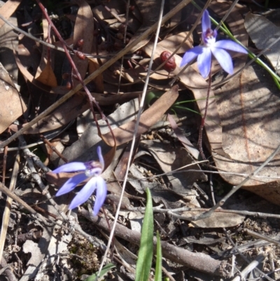 Cyanicula caerulea (Blue Fingers, Blue Fairies) at Point 85 - 20 Sep 2015 by galah681