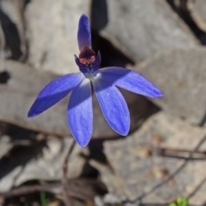 Cyanicula caerulea at Canberra Central, ACT - suppressed