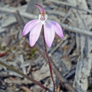 Caladenia fuscata at Canberra Central, ACT - suppressed