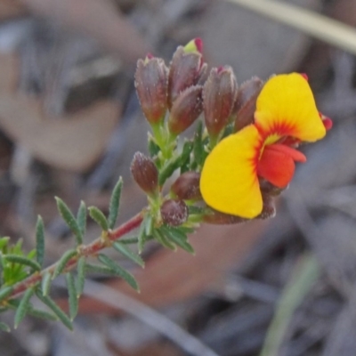 Dillwynia phylicoides (A Parrot-pea) at Canberra Central, ACT - 20 Sep 2015 by galah681