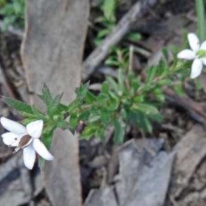 Rhytidosporum procumbens at Canberra Central, ACT - 20 Sep 2015 11:38 AM