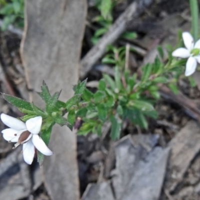 Rhytidosporum procumbens (White Marianth) at Canberra Central, ACT - 20 Sep 2015 by galah681