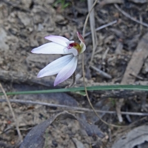 Caladenia fuscata at Point 5204 - suppressed