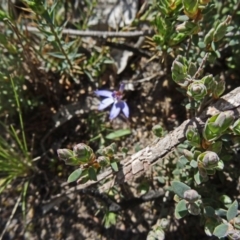 Cyanicula caerulea (Blue Fingers, Blue Fairies) at Point 5204 - 20 Sep 2015 by galah681