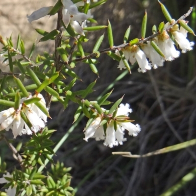 Leucopogon fletcheri subsp. brevisepalus (Twin Flower Beard-Heath) at Cook, ACT - 20 Sep 2015 by galah681