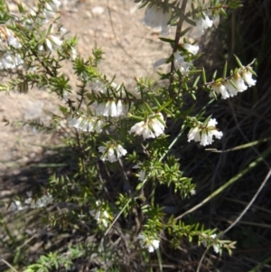 Styphelia fletcheri subsp. brevisepala at Cook, ACT - 20 Sep 2015