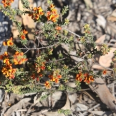 Pultenaea procumbens (Bush Pea) at O'Connor, ACT - 25 Oct 2015 by ibaird