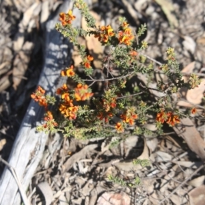 Pultenaea procumbens at O'Connor, ACT - 25 Oct 2015 12:00 AM