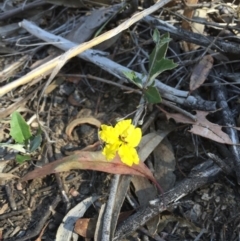 Goodenia hederacea subsp. hederacea (Ivy Goodenia, Forest Goodenia) at O'Connor, ACT - 25 Oct 2015 by ibaird