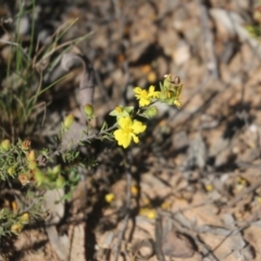 Hibbertia calycina (Lesser Guinea-flower) at O'Connor, ACT - 24 Oct 2015 by ibaird