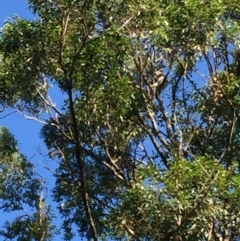 Phascolarctos cinereus (Koala) at Eureka, NSW - 7 Nov 2015 by Dendog