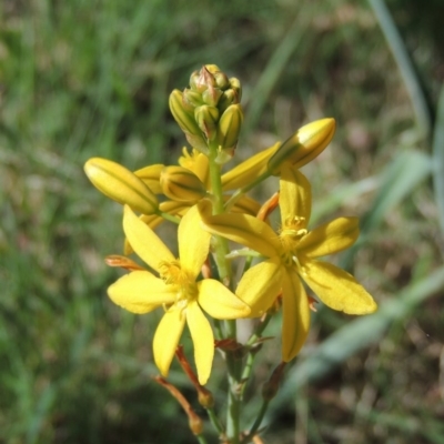 Bulbine bulbosa (Golden Lily, Bulbine Lily) at Paddys River, ACT - 2 Nov 2015 by MichaelBedingfield