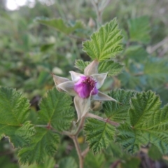 Rubus parvifolius (Native Raspberry) at Paddys River, ACT - 2 Nov 2015 by michaelb