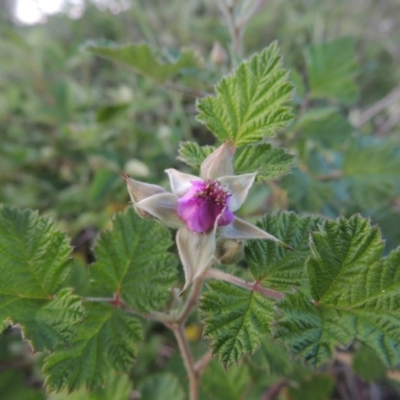 Rubus parvifolius (Native Raspberry) at Paddys River, ACT - 2 Nov 2015 by michaelb