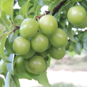 Prunus cerasifera at Paddys River, ACT - 2 Nov 2015