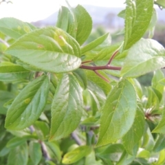 Prunus cerasifera at Paddys River, ACT - 2 Nov 2015