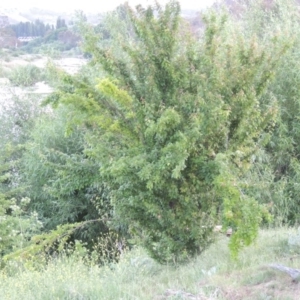 Prunus cerasifera at Paddys River, ACT - 2 Nov 2015