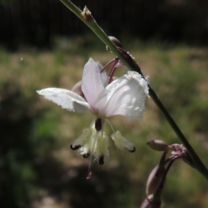 Arthropodium milleflorum at Calwell, ACT - 7 Nov 2015