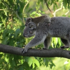 Phascolarctos cinereus (Koala) at Rosebank, NSW - 6 Nov 2015 by Bernadene