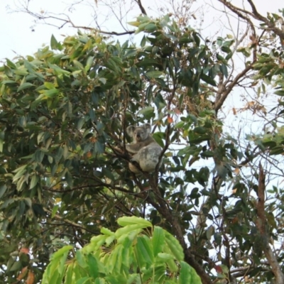 Phascolarctos cinereus (Koala) at Suffolk Park, NSW - 8 Oct 2015 by Wildsearch